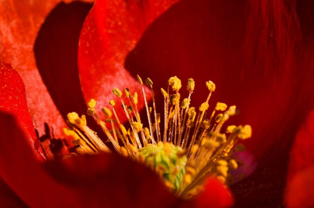 opium poppy